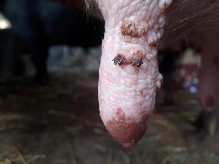 Udder and teat lesions 