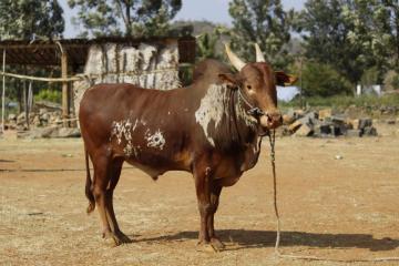 Bargur Bull