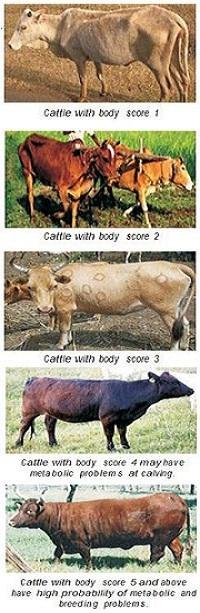 Body Condition Scoring | Dairy Knowledge Portal