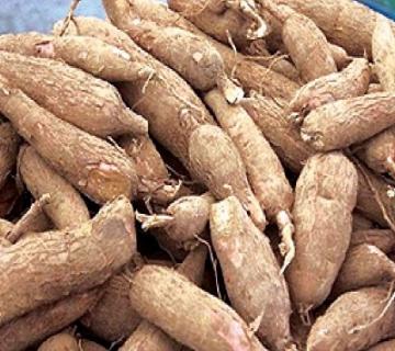 Tapioca Root Information and Facts