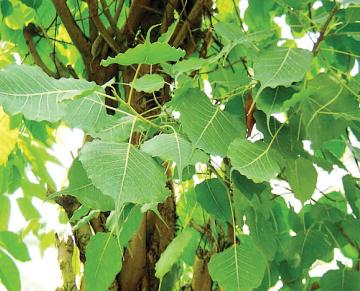 peepal tree leaves