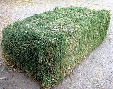 Hay