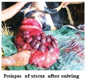 Prolapse of Uterus  Dairy Knowledge Portal