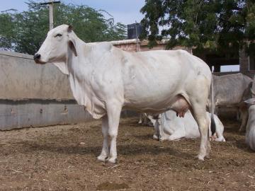 tharparkar cow