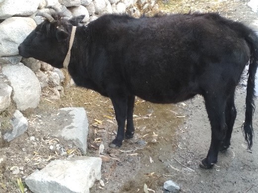 Ladakhi Cow
