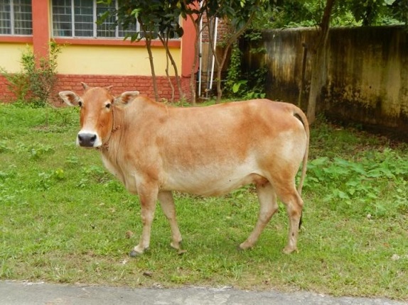 Lakhimi Cow