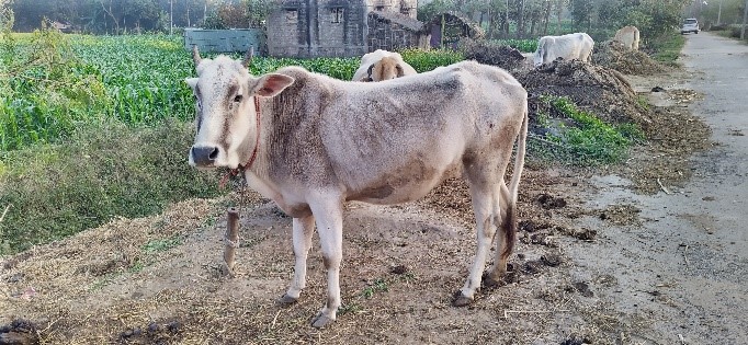 Purnea Cow