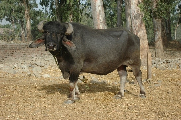 Gojri buffalo bull