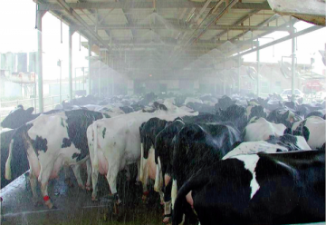 mist cooling system for dairy farm