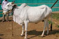 Amritmahal | Dairy Knowledge Portal