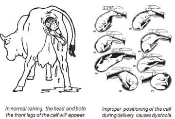 Dystocia in cattle video