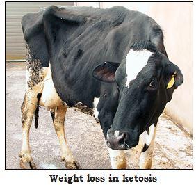 Ketosis | Dairy Knowledge Portal