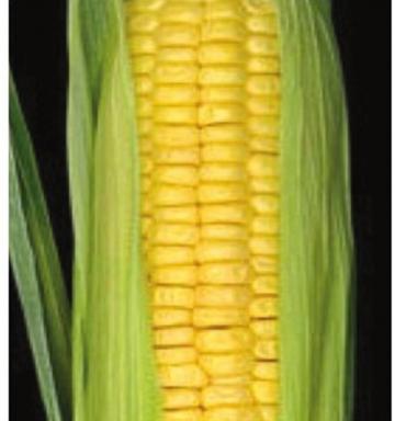Maize (Corn) | Dairy Knowledge Portal