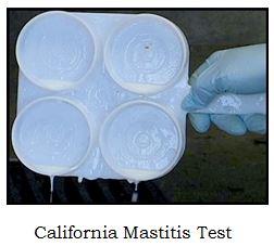 Sub Clinical Mastitis (SCM) | Dairy Knowledge Portal